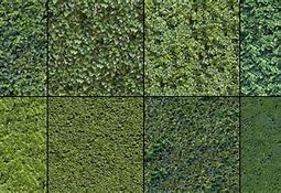 Image result for Hedge Wall Texture