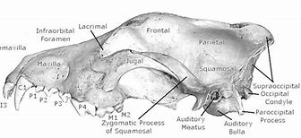 Image result for Wolf Skull Anatomy