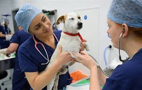 Image result for Veterinary Services