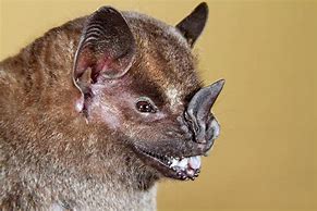 Image result for Mexican Fruit Bat