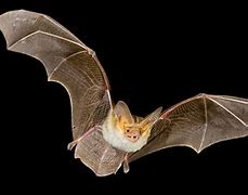 Image result for Vampire Bat Flying