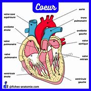 Image result for Anatomie Du Coeur