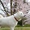 北海道犬 的圖片結果