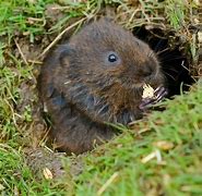 Image result for Vole