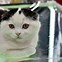 Image result for Pet Cat Balck White
