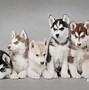 Image result for Cool Dog Cat Wallpapers