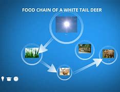 Image result for Deer Food Chain