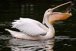 Image result for Toothed Like Pelican