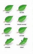 Image result for Apple Tree Leaf Identification Chart