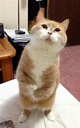 Image result for Cat Stand Meme