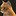 Image result for 3D Cat Desktop