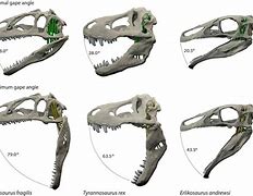 Image result for Dinosaur Jaw Bone