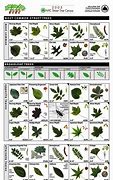 Image result for Types of Fruit Tree Leaves