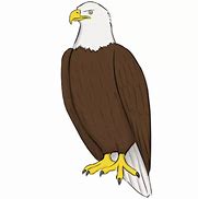 Image result for Bald Eagle Line Drawing