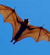 Image result for Biggest Bat On Earth