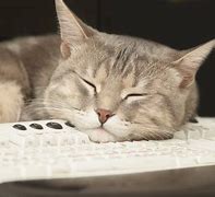 Image result for Cat Sleeping On Keyboard