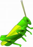 Image result for Cricket Bug Cartoon Transparent