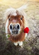 Image result for Funny Cute Horse
