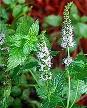 Image result for Mentha piperita