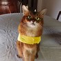 Image result for Taco Cat Pics