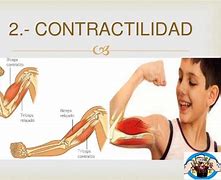 Image result for contractilidad