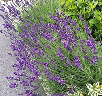 Image result for Lavandula angustifolia Hidcote