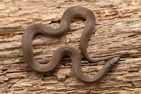Image result for Round Earth Snake
