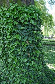 Image result for Ivy on Trees