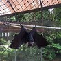 Image result for bats conservancy