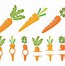 Image result for Carrot SVG
