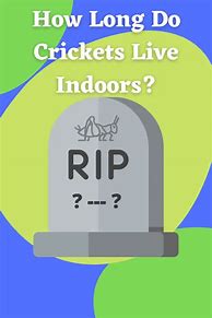 Image result for Live Crickets for Sale Near Me
