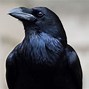 Image result for Difference Between Raven and Crow Australia