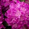 Image result for Rhododendron Purple Passion