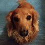 Image result for Dachsund First Day of New Job