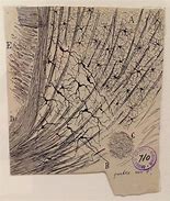 Image result for Cajal Brain Drawings