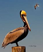 Image result for Louisiana Pelican Clip Art