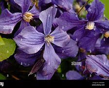 Image result for clematis china purple