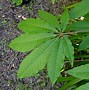 Image result for Ruderalis Weed