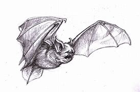 Image result for Cute Vampire Bat Drawing