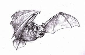 Image result for Realistic Vampire Bat Drawings