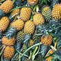 Image result for Pineapple Types