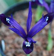 Iris reticulata Blue Note के लिए छवि परिणाम