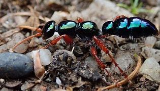 Image result for Blue Cow Ants
