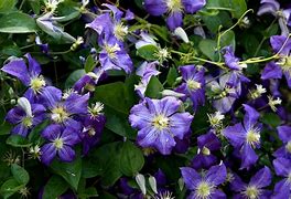 Image result for Clematis Flower Vines