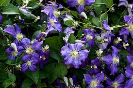 Image result for Small Flower Clematis