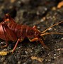 Image result for Cricket Insect Habitat