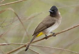 Image result for Dark-Capped Bulbul