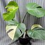 Image result for Monstera Borsigiana Aurea