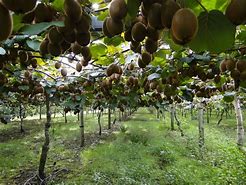 Image result for Kiwi Plants Male and Female