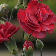 Image result for Dianthus Inferno (Plumarius-Group)